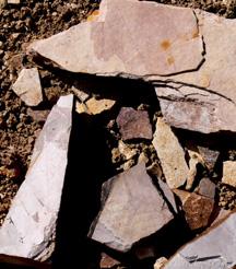 Sample of rocks found with leaf impressions